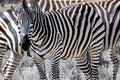 Zebra. Zebra in natural grass habitat, Kenya National Park. Nature wildlife scene, Africa. Royalty Free Stock Photo