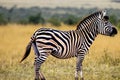 Zebra. Zebra in natural grass habitat, Kenya National Park. Nature wildlife scene, Africa. Royalty Free Stock Photo