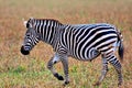 Zebra. Zebra in natural grass habitat, Kenya National Park. Nature wildlife scene, Africa. Royalty Free Stock Photo