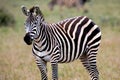 Zebra. Zebra in natural grass habitat, Kenya National Park. Nature wildlife scene, Africa. Royalty Free Stock Photo