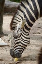 Zebra in nature garden Royalty Free Stock Photo