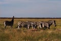 Zebra in nature habitat. Wildlife scene from nature