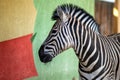 Zebra near the colored wall in zoo