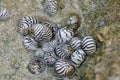 Zebra nerite snail in tidepool of St. Croix