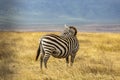 A Pregnant Zebra in Ngorongoro Rerservation Area, Tanzania Royalty Free Stock Photo