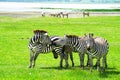 Zebra in Ngorongoro Conservation Area, Tanzania. Royalty Free Stock Photo