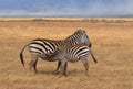 Zebra Nursing Royalty Free Stock Photo