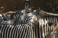 Zebra Nuzzles - Los Angeles Zoo Royalty Free Stock Photo