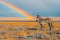 Zebra Oasis: Rainbow Over Desert Plains. Concept Photography tips, Animal habitats, Natural