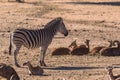 Zebra observes surrounded by group of African antelopes