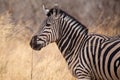 Zebra - Okavango Delta - Moremi N.P. Royalty Free Stock Photo