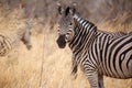 Zebra - Okavango Delta - Moremi N.P. Royalty Free Stock Photo