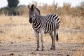 Zebra - Okavango Delta - Moremi N.P. Royalty Free Stock Photo