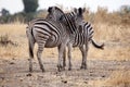 Zebra - Okavango Delta - Moremi N.P. Royalty Free Stock Photo