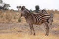 Zebra - Okavango Delta - Moremi N.P. Royalty Free Stock Photo