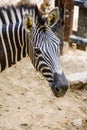 Zebra Royalty Free Stock Photo