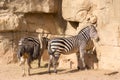 Zebra and Ostrich group of animals Royalty Free Stock Photo