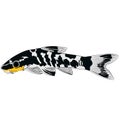 zebra oto, tiger oto tropical freshwater catfish. Otocinclus cocama freshwater ornamental fish illustrations aquarium catfish Royalty Free Stock Photo