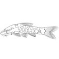 zebra oto, tiger oto tropical freshwater catfish. Otocinclus cocama freshwater ornamental fish sketch drawing. aquarium catfish