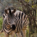 Zebra trying to hide behind some branches