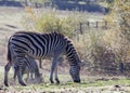 Zebra outdoor Royalty Free Stock Photo