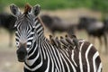 Zebra and Oxpeckers Royalty Free Stock Photo