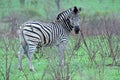 Zebra with oxpeckers. Royalty Free Stock Photo