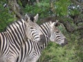 Zebra pair Royalty Free Stock Photo