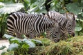 Zebra Pair Grazing in the Wild Royalty Free Stock Photo