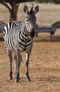 Zebra in the park Royalty Free Stock Photo