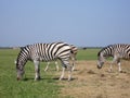 Zebra Royalty Free Stock Photo