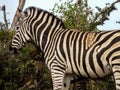 Zebra with a patch of spots in the Addo Elephant Park, South Afr Royalty Free Stock Photo