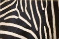 Zebra pattern