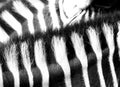 Zebra Pattern Royalty Free Stock Photo