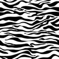 Zebra pattern as a background, vector illustration with seamless texture of its skin Royalty Free Stock Photo