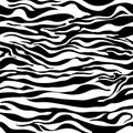 Zebra pattern as a background, vector illustration with seamless texture of its skin Royalty Free Stock Photo