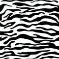 Zebra pattern as a background, vector illustration with seamless texture of its skin Royalty Free Stock Photo
