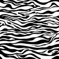 Zebra pattern as a background, vector illustration with seamless texture of its skin Royalty Free Stock Photo