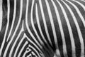 Zebra pattern