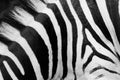 Zebra pattern close-up. Black and white stripes