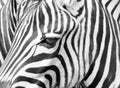 Zebra pattern Royalty Free Stock Photo