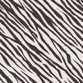 Zebra pattern. Seamless vector texture. Striped black and white animal skin. Continuously repeating print for fashion design, Royalty Free Stock Photo