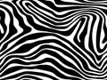 Zebra pattern texture repeating seamless monochrome. Vector. Texture zebra. Fashionable print. Fashion and stylish background. Royalty Free Stock Photo