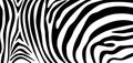 Zebra pattern texture repeating. Simple pattern, black line for textile design fabric. Royalty Free Stock Photo