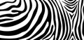 Zebra pattern texture repeating. Simple pattern, black line for textile design fabric. Royalty Free Stock Photo