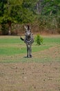 A Zebra at Pazuri Outdoor Park, close by Lusaka in Zambia.