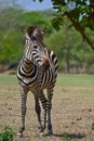 A Zebra at Pazuri Outdoor Park, close by Lusaka in Zambia. Royalty Free Stock Photo