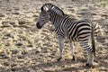 Zebra Royalty Free Stock Photo