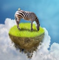 Zebra on piece of ground