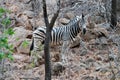 Zebra in Pilanesburg National Park,South Africa.